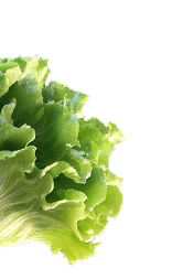 vector