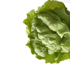Vector Image
